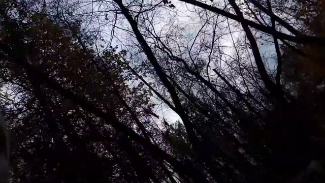 Удачный поход за осенними опятами | тихая охота