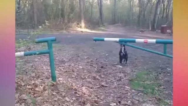 УМНЫЕ И СМЕШНЫЕ СОБАКИ. смотреть онлайн