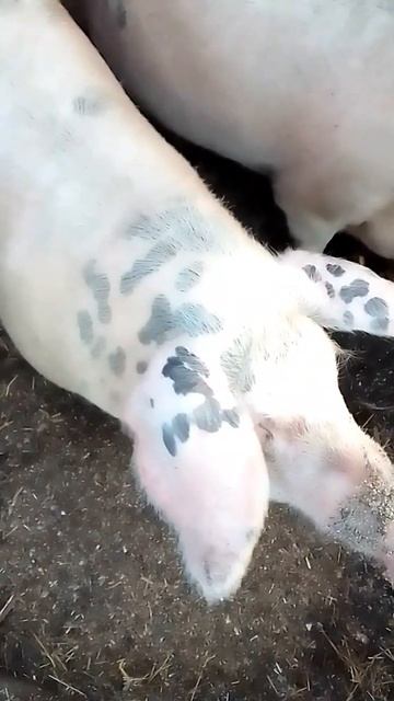 Бесплатный корм для свиней! смотреть онлайн