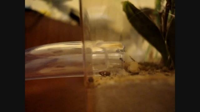 Crematogaster cerasi Colony in New Museum Glass Habitat Nest & Microhabitat Outworld [HD] смотреть онлайн