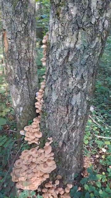 Тихая охота #travel#лес #подмосковье #грибы смотреть онлайн