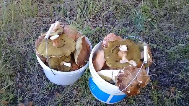 Как мы по грибы сходили!!! смотреть онлайн