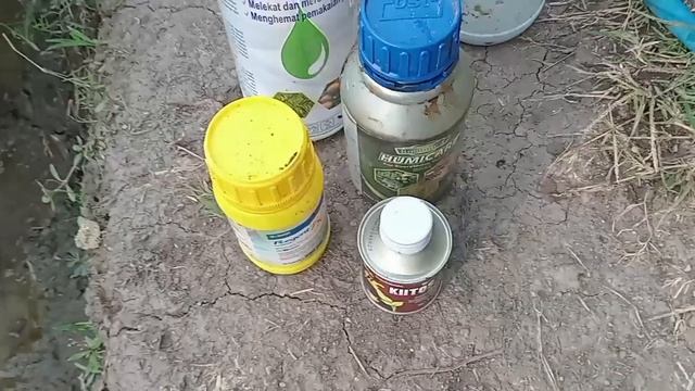 Perawatan Bunga Kol Agar Bebas Ulat смотреть онлайн