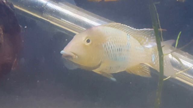 Geophagus Steindachneri Breeding And Care