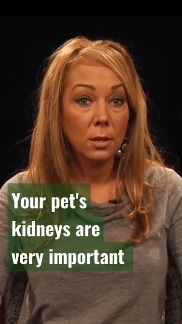 How Is Your Pet's Kidney Important? #shorts смотреть онлайн