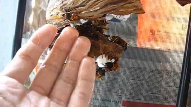 Hand-feeding my observation colony of Vespa ducalis (large Asian hornets) смотреть онлайн