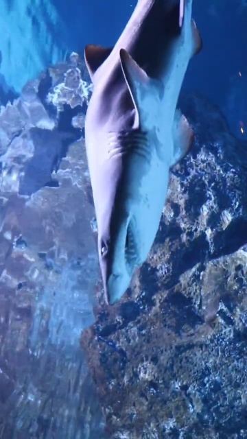 #shark 😱 !#halibut #aquarium #fishes #water #bangkok #thailand #shorts #short #animal #pets #dog смотреть онлайн