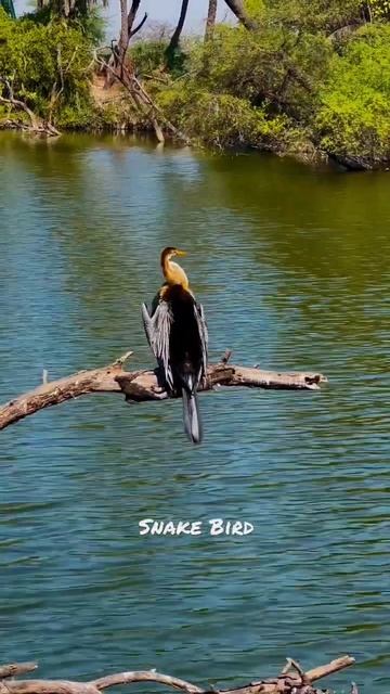 Snake bird by #NatureattheBest смотреть онлайн