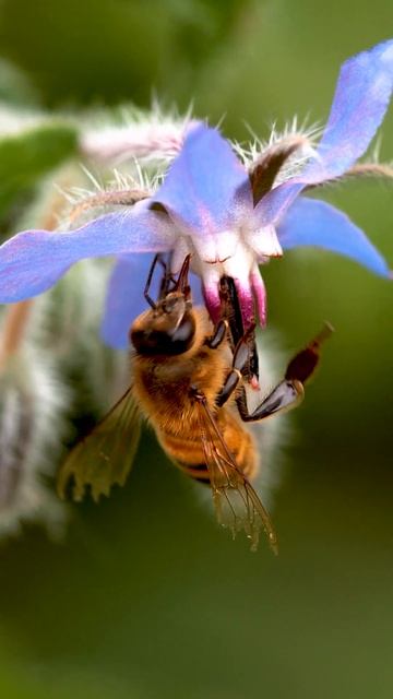 Marco View of a Bee Collecting Pollen смотреть онлайн