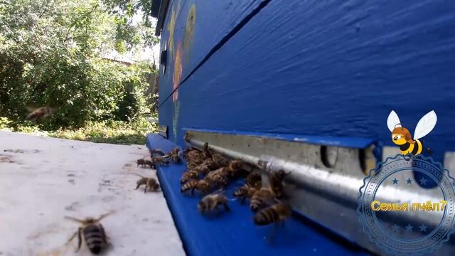 Семья пчёл смотреть онлайн