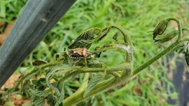 알락수염노린재(Dolycoris baccarum) 「알록달록 수염을 봐~」 смотреть онлайн