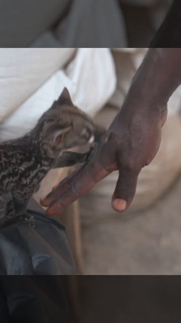 Genet Rare Wild Species смотреть онлайн