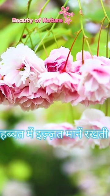 love💖 #shorts #short #shortyoutubevideo Beauty of Nature смотреть онлайн