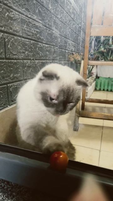 Nửa đêm rồi nên Mỡ không thể kiên trì với quả Mận смотреть онлайн