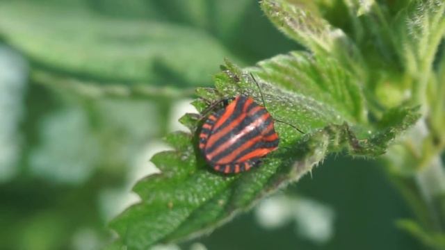 Strojnica włoska - Graphosoma italicum cz1 смотреть онлайн