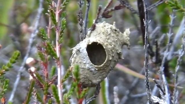 Heath Potter Wasp building pot - timelapse смотреть онлайн