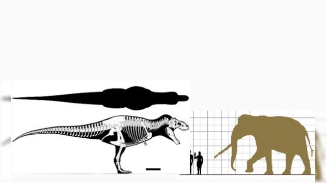 Tyrannosaurus Rex and Palaeoloxodon Antiquus Size Comparison смотреть онлайн