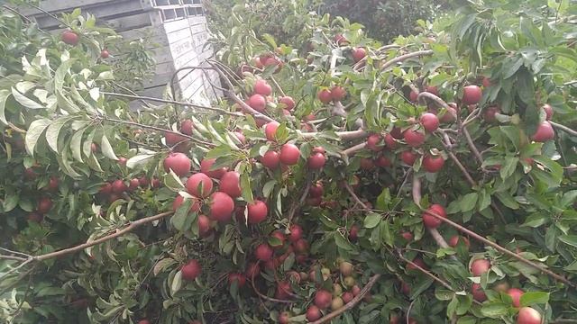 Мій сусід Волтер показує сад.Я жив як в раю.13 жовтня 2017