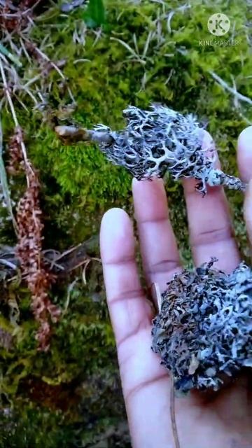 # White Makku #kalpasi#stone FlOwer #dagar Phool#