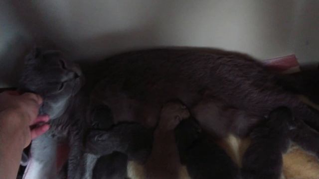 Вислоушка и котятки смотреть онлайн