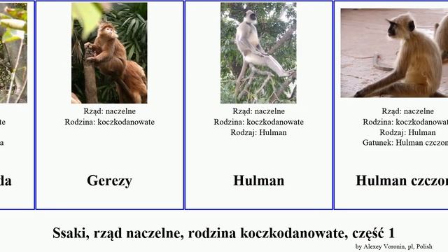 Ssaki, rząd naczelne, rodzina koczkodanowate, część 1 cercopithecus lutung gereza mona mammal saba смотреть онлайн