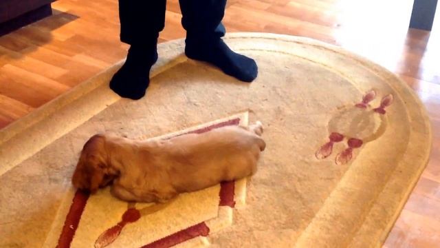 Учим азы) смотреть онлайн