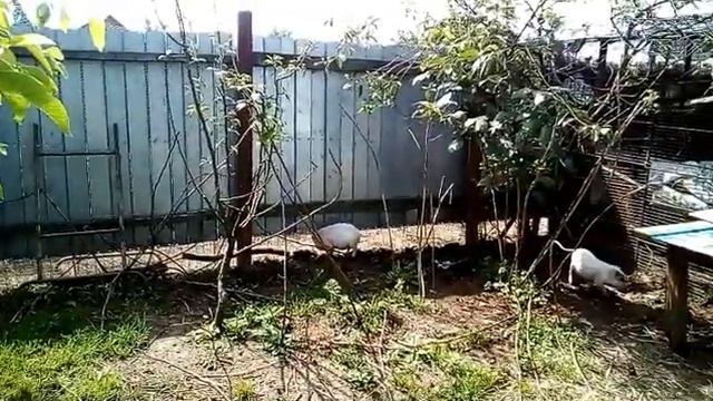 Туалетная комната вьетнамской свинки Пеппы/Find out the animals/Peppa Pig Real life смотреть онлайн