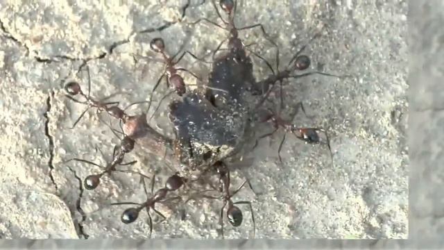 Team of ants moving a fig смотреть онлайн