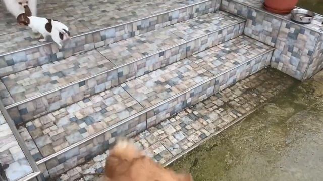 Мои маленькие гулены. смотреть онлайн