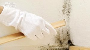 Черная плесень. Как ЧЕРНАЯ ПЛЕСЕНЬ влияет на организм. Как избавиться от плесени