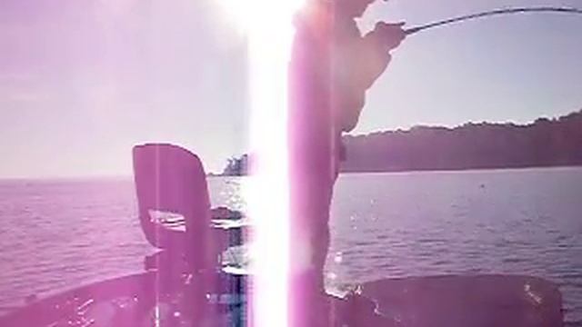 Another possible lake record alligator gar while bass fishng 200 pound class gar fish смотреть онлайн