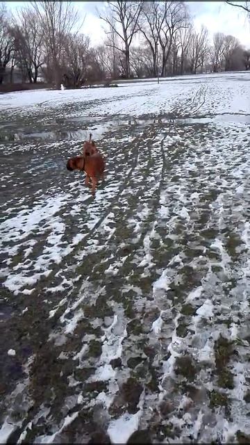 немецкий боксер бэлла,,вязка,, смотреть онлайн