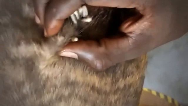Remove Monster Mango worms from poor dog || Mango worms removal #81 смотреть онлайн