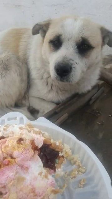 День рождения собаки 🐶 смотреть онлайн