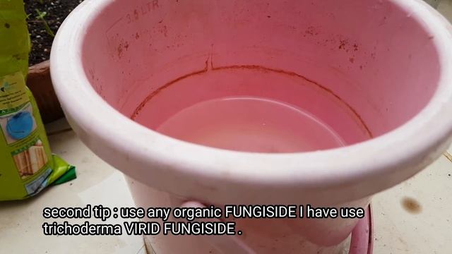 Protect ADENIUM PLANTS From Root Rot Problem By Using Simple Tips In Monsoon.