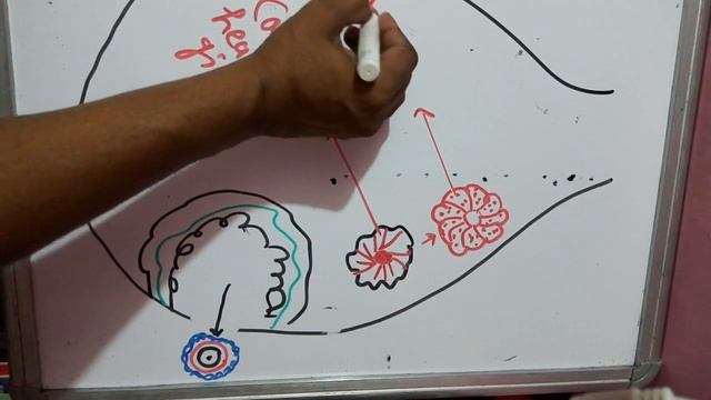 Structure of ovary part 3 ,carpus leuteum,carpus albicans, смотреть онлайн