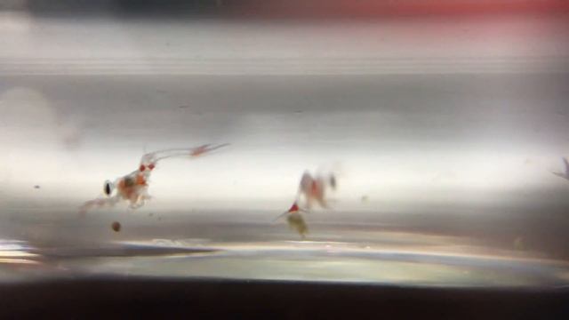 Stenopus hispidus day18 смотреть онлайн
