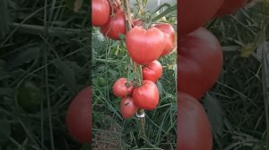 ТОМАТ СОРТ КОСОВО // ВАЦАП ДЛЯ ЗАКАЗА КАТАЛОГА 89152458159 ПИСЬМЕННО