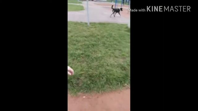 Собака грызёт мячи на стадионе! смотреть онлайн