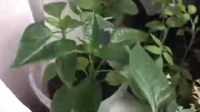 Бабуся-Леруся 👵 | огород на подоконнике 🌱| лягушачья ферма 🐸 смотреть онлайн