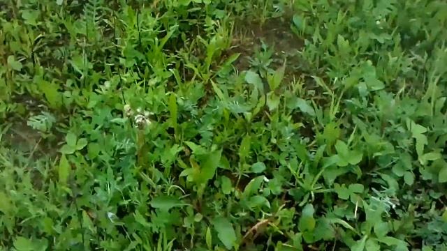 Грибы и земляника. смотреть онлайн