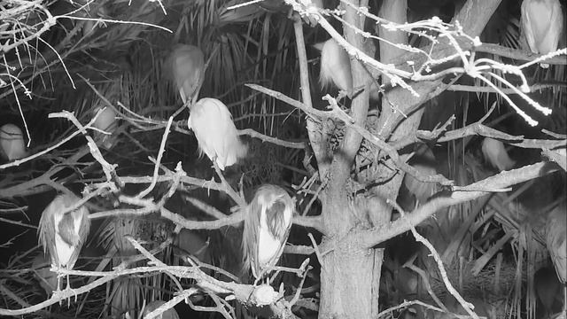 Alligator Swamp and Spoonbills 03-05-2019 05:55:37 - 06:55:38 смотреть онлайн