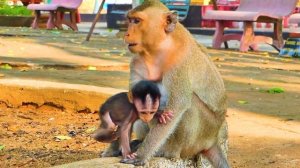S-kinny baby monkey Masha is extremely bored with mom Messi checking her eye daily/week.