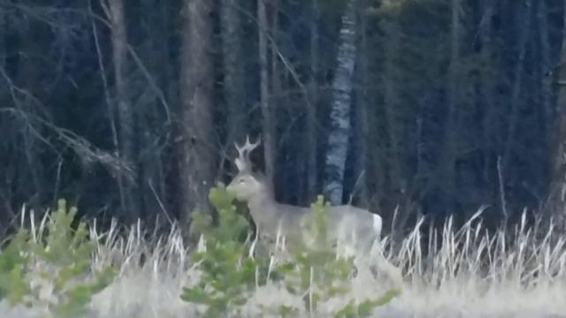 Косуля на подснежниках смотреть онлайн