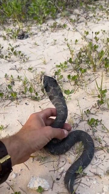 introducing: the North American Cobra perhaps more commonly known as an Eastern Hognose Snake#short смотреть онлайн