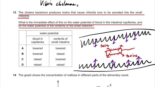 Q13 The cholera bacterium produces toxins that cause chloride ions to be secreted into the small... смотреть онлайн