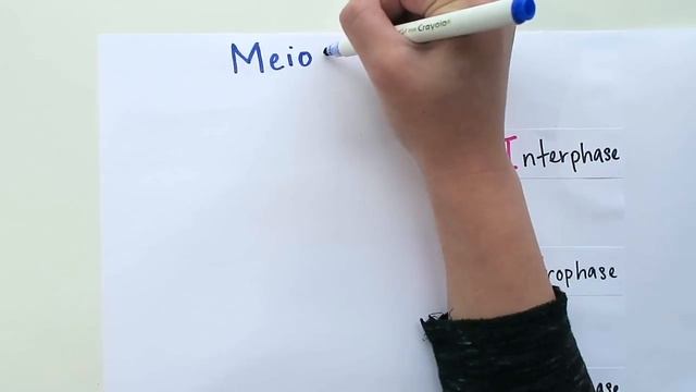 Mitosis vs Meiosis Explained смотреть онлайн
