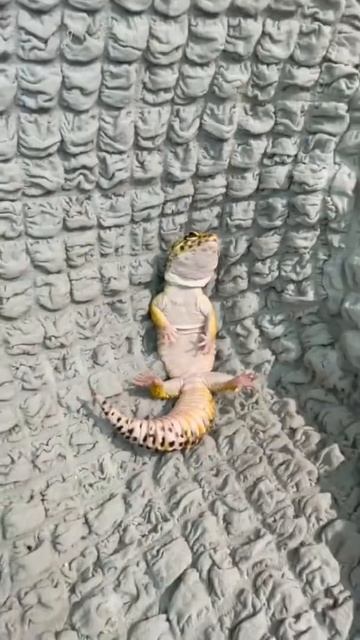 Скучает мой геккон… смотреть онлайн