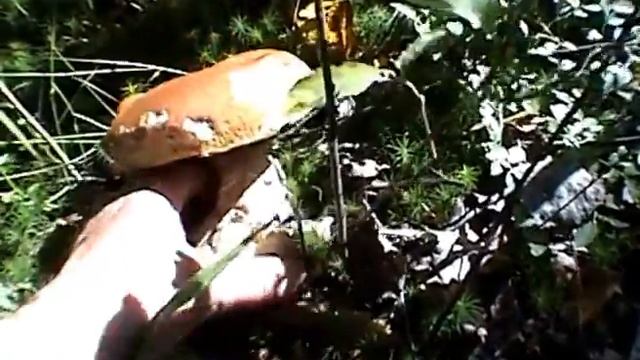 Белые грибы! смотреть онлайн