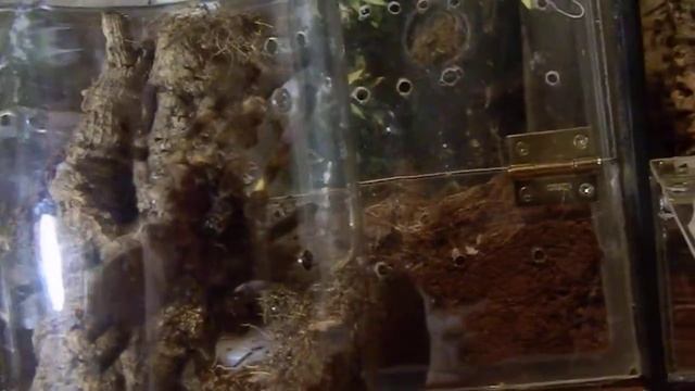 Poecilotheria fasciata смотреть онлайн